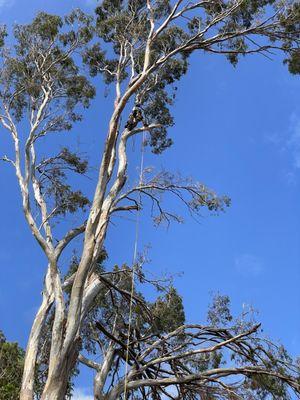 Large Eucalyptus removal