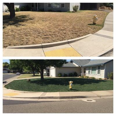 Lawn dye roseville