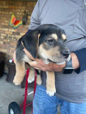 Bud little chunky thing lab mix 2 months old