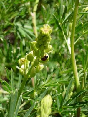 Ladybug on a lupine