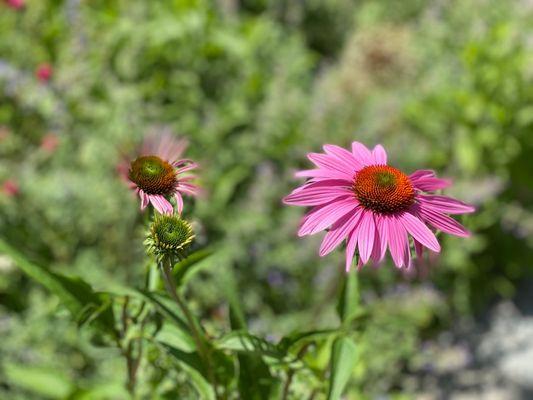 Hillwood Museum & Gardens