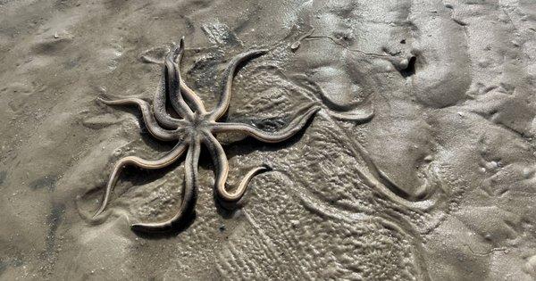 9-legged sea star on the beach