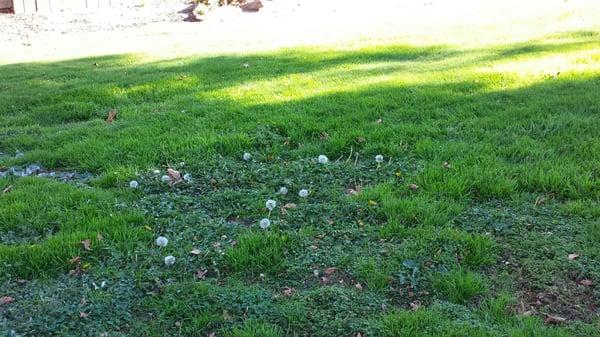 Cute little dandelions on the grass