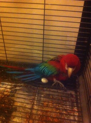 26 year old Green-Wing macaw