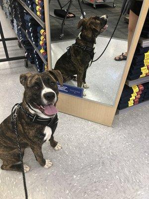 Boone working on his leash skills at Academy in Bastrop