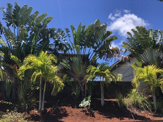 Beautiful Traveller Palms but too close to the wall.