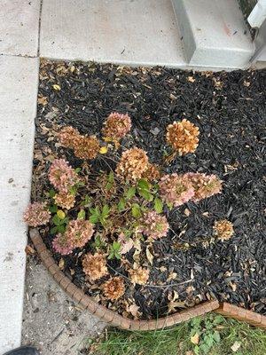 Dead hydrangeas.