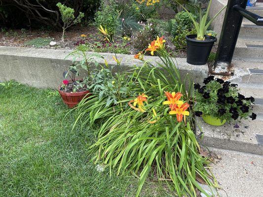 The beautiful plants out front