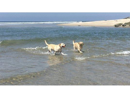 Our Labs at the Beach 2022