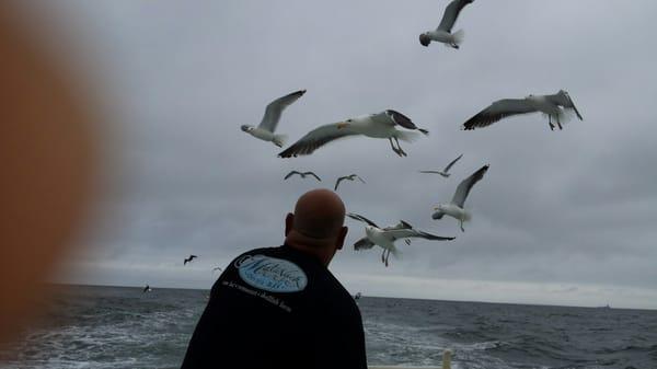 Hungry seagulls following us in!