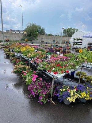 Annuals GALORE