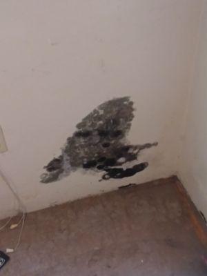 This is one of the main living spaces of the apartment.  This is mold and rot.