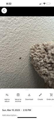 Infested with carpet beetles. All over the walls and carpet. Took 3 months for them to get the "paperwork"  done to have someone spray.