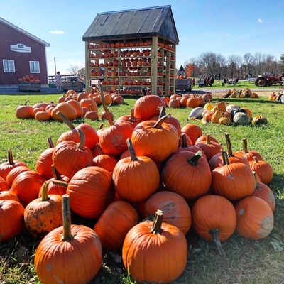 Pumpkin house