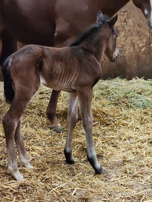 My mare and colt at hunter stallion station. She was AI there and foaled out there...The best care ever!!