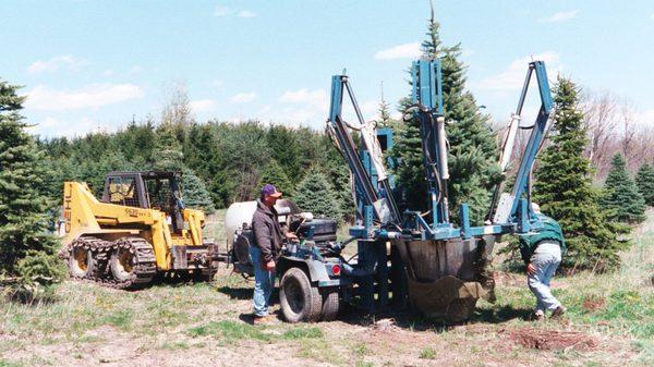 Using our Spade to dig a Spruce tree for sale!