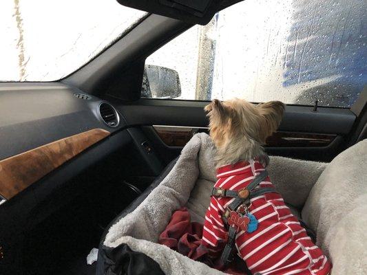 Dog in a car wash