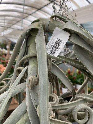 Large specimen air plant