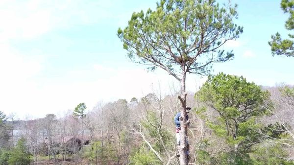 Climber in tree lake hickory.