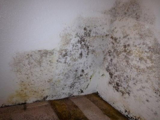 Black mold-Master closet