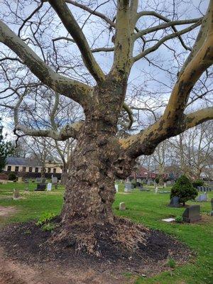 Very old tree