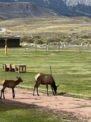 Montana Yellowstone Tours