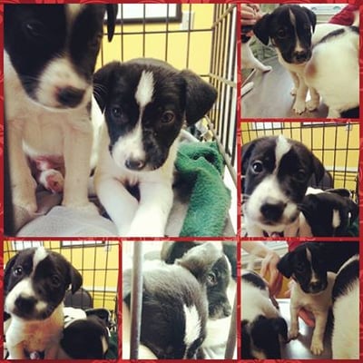 Some puppies that were found abandoned a good sam is caring for them. We have the best clients!