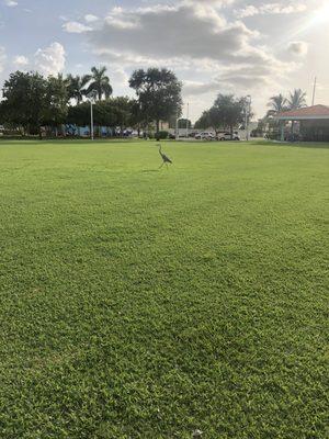 Large open green space