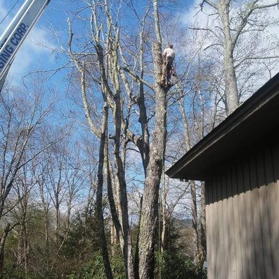 Appalachian Tree Specialist