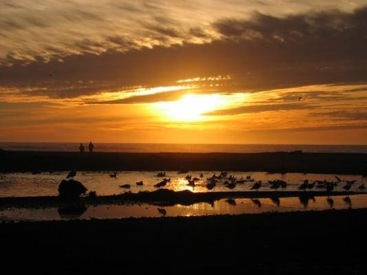 Shorebirds on the beach in Morro Bay