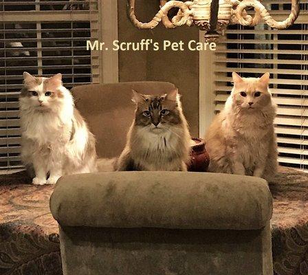 Mr. Scruff's Pet Care