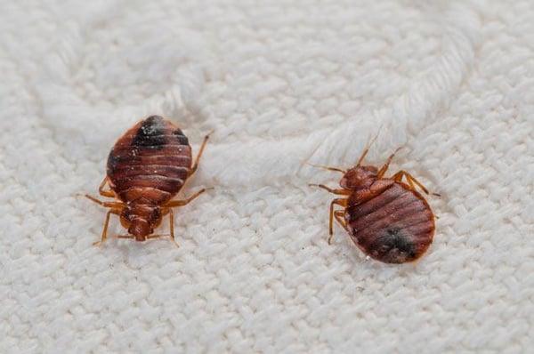 Meet Jay & Bob, our in-house Bed Bug Liaison Team.  Kidding!