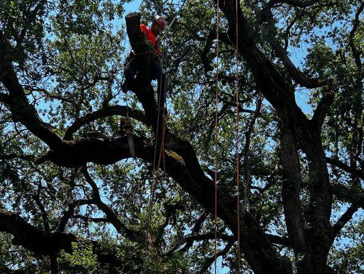 Removing a sick spar in oak tree.