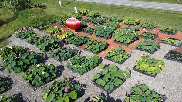 Bergen Water Gardens & Nursery