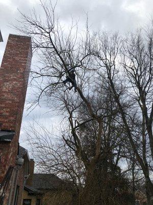 Osage Orange trees branches are covered in thorns adding to difficulty