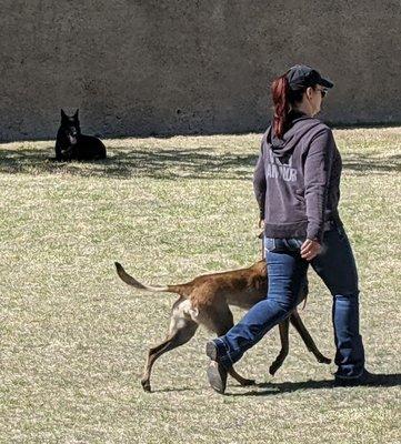 K9 Obedience