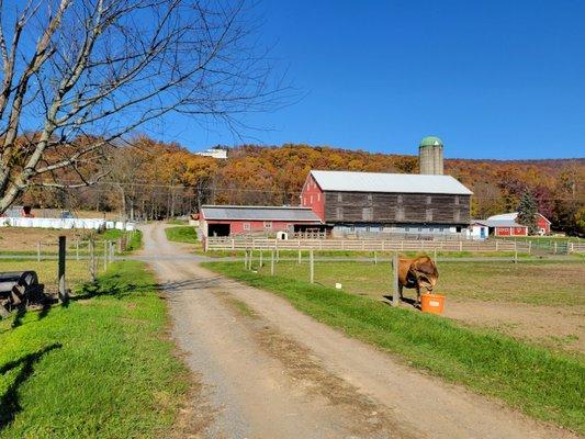 Our barn