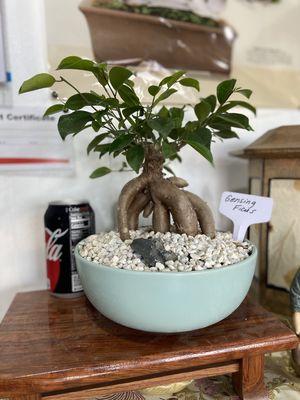 Gensing Ficus