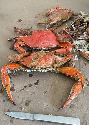 Louisiana crabs from the beginning of the season!