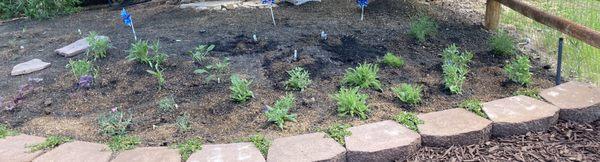 The Plants Delights plants in the back are almost invisible, while other baby plants in this garden are thriving