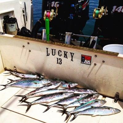 Nice catch of spanish mackerel off of Wrightsville Beach.