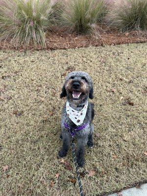 Posh Paws dog walks are the BEST!!! Now, can I have a treat???