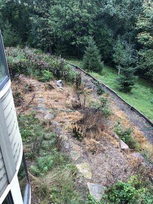 Our "prairie" after the fifth summer with Prairie Restoration.