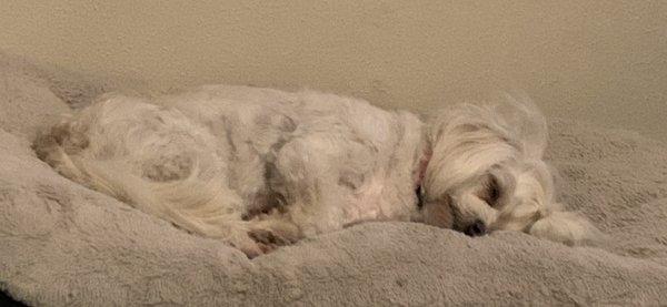 Dinah (Maltese and poodle mix-female 2/12 years old