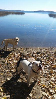 Owner's own dogs enjoying Lake Waconia!