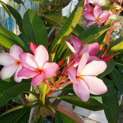 My beautiful Plumeria plant it never fails me.