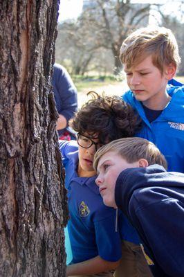 Students maple tree tapping in STEM