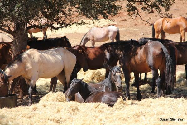 A nap in the straw is comfy, with many friends close by.