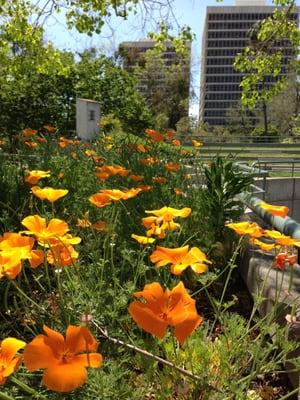 A view just north of CDSS from the rooftop garden.