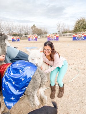 Goat Yoga atmosphere - Alpacas!